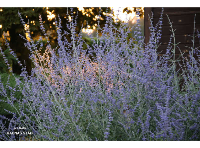 Perovskia   'Blue Spire'